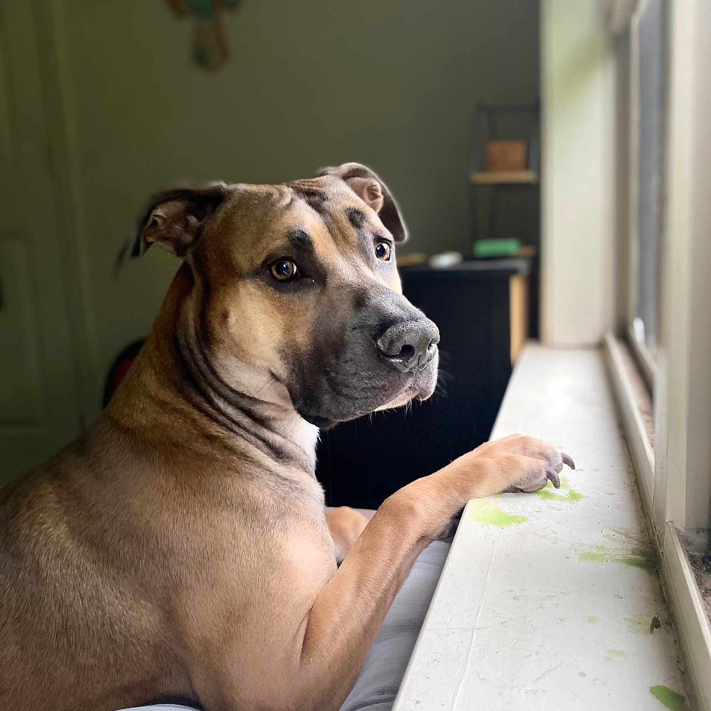 Scooby Doo is registered to the contest to win money with this photo: animal, background_blur, brown, calm, canine, closeup, dog, domestic_animal, expression, fur, home, indoor, light, looking_outside, mammal, paw, pet, portrait, resting, windowsill