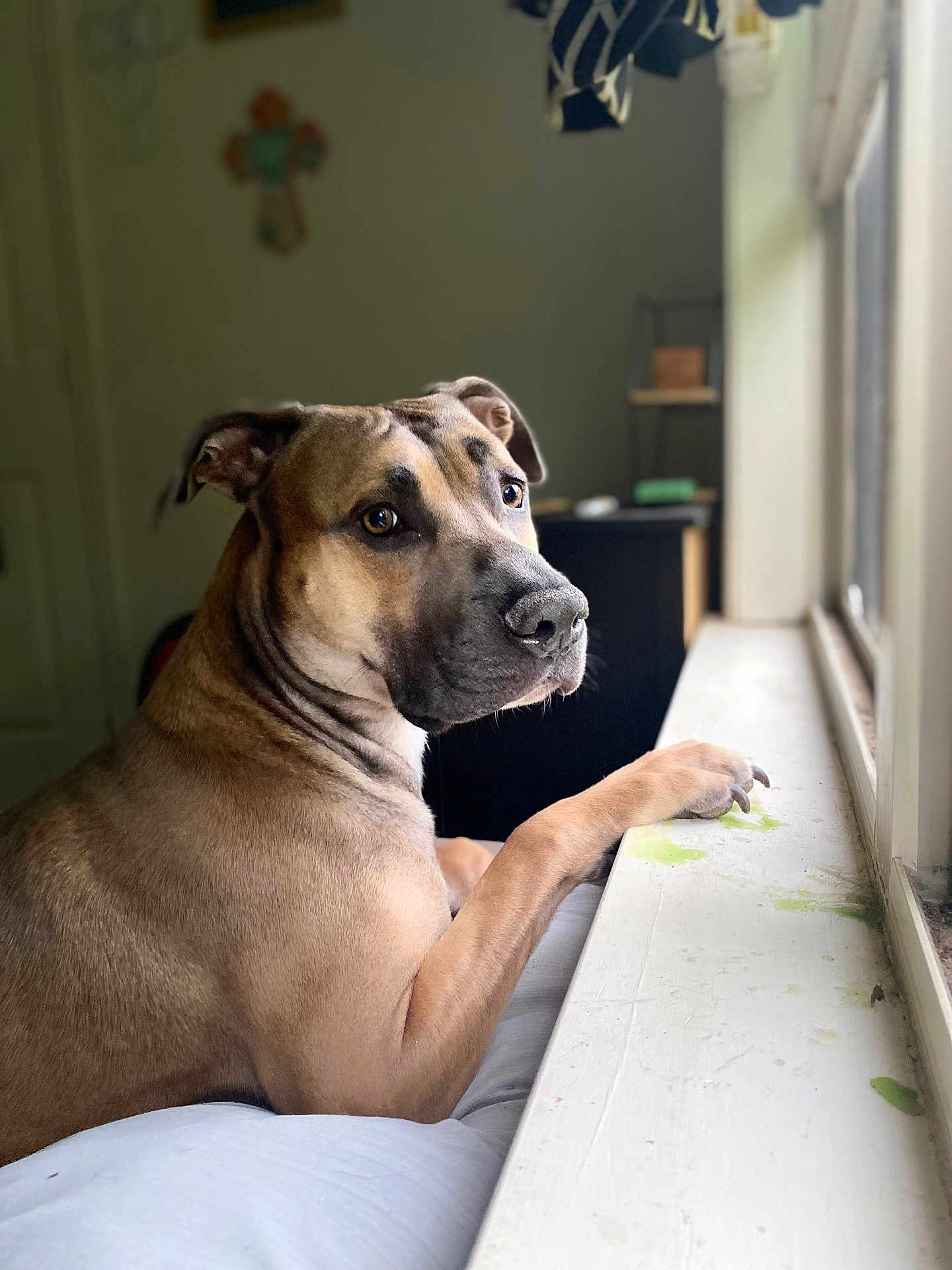 Scooby Doo is registered to the contest to win money with this photo: dog, pet, indoor, windowsill, light, fur, animal, mammal, looking_outside, brown, portrait, domestic_animal, canine, paw, resting, closeup, expression, calm, home, background_blur