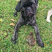 Frankie is registered to the contest to win money with this photo: dog, pug, black_dog, puppy, pet, animal, face, eyes, nose, ears, grass, outdoor, lawn, stick, log, closeup, portrait, sitting, lying_down, funny_expression