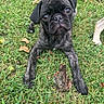 dog, pug, black_dog, puppy, pet, animal, face, eyes, nose, ears, grass, outdoor, lawn, stick, log, closeup, portrait, sitting, lying_down, funny_expression