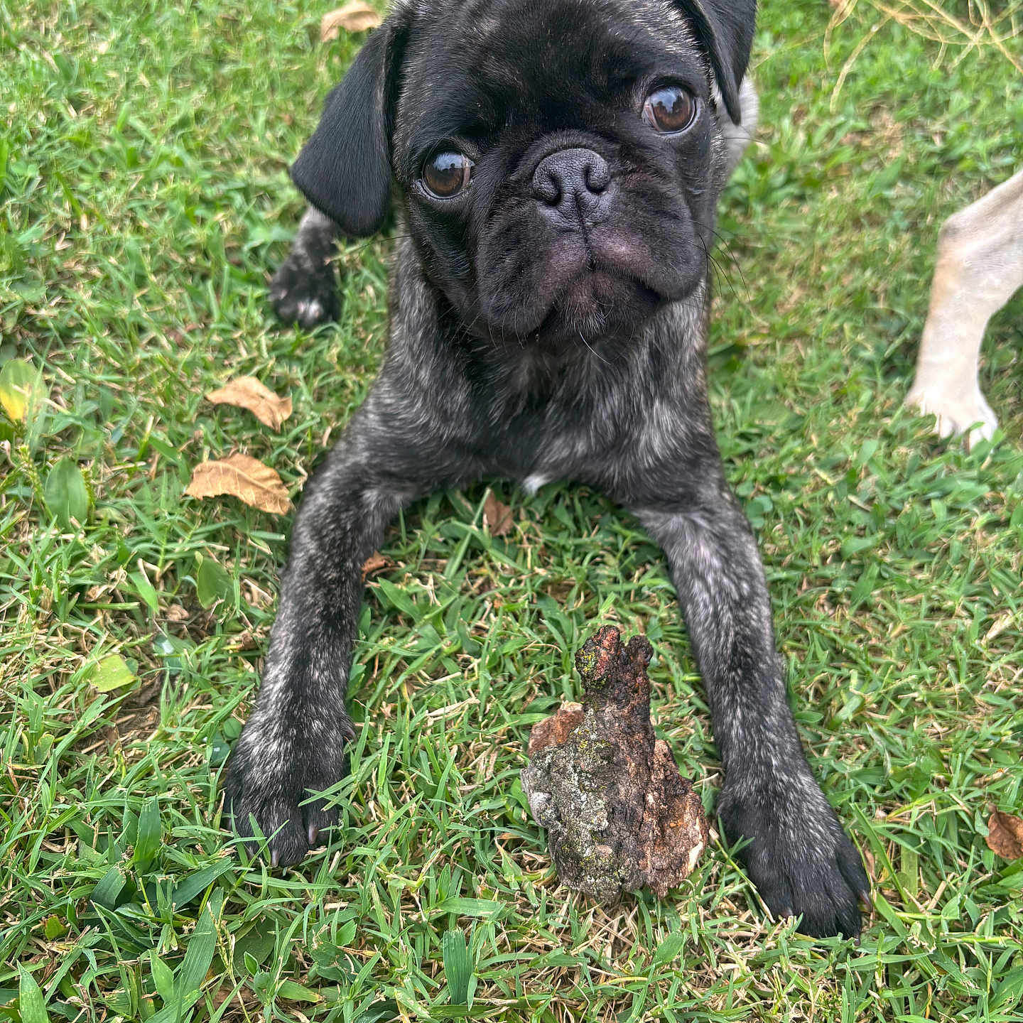 Frankie