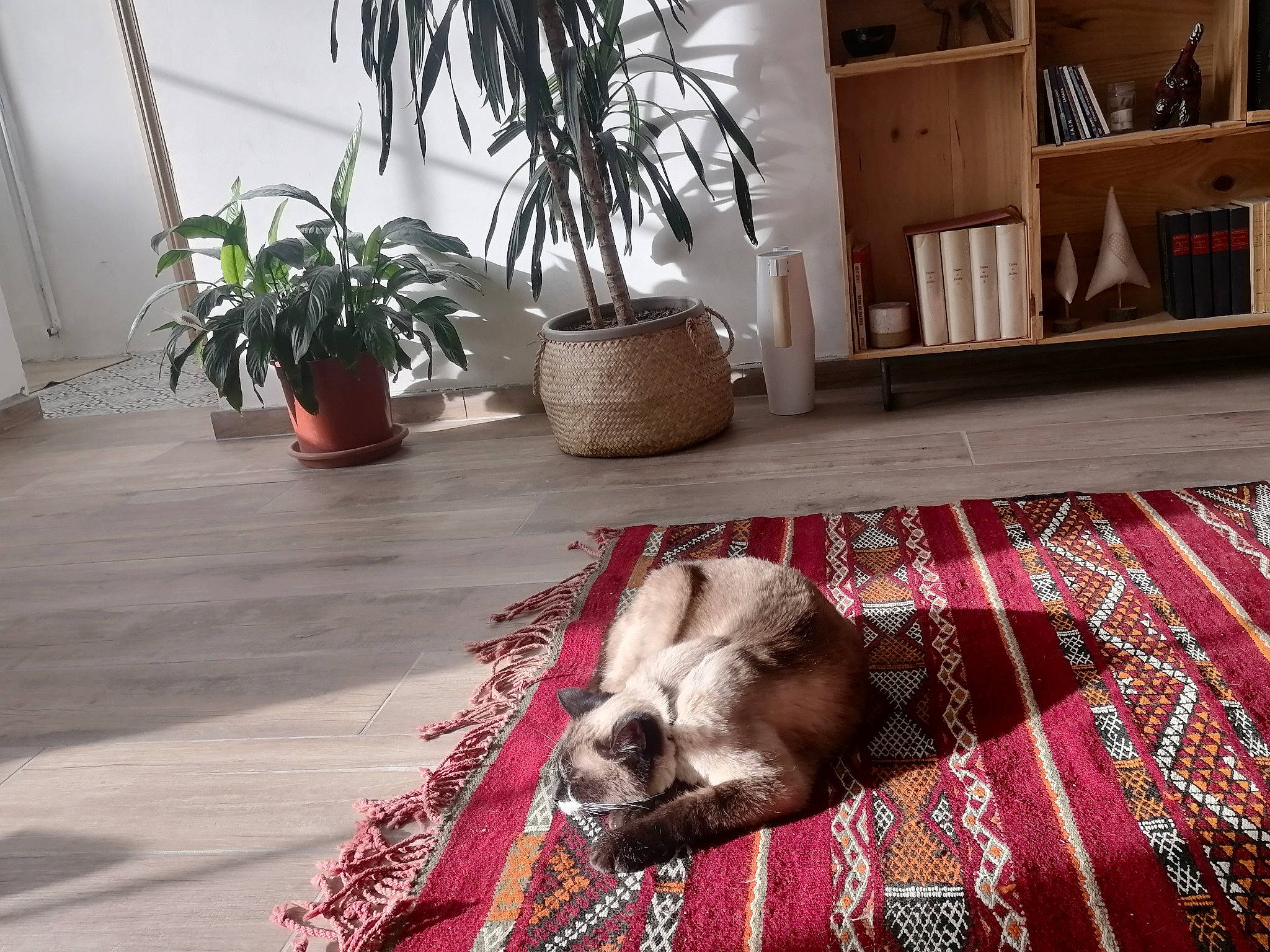 Atila participe au concours pour gagner de l'argent avec cette photo : art, bookcase, carnivore, comfort, companion_dog, dog, dog_breed, fawn, floor, flooring, flowerpot, hardwood, houseplant, interior_design, living_room, plant, rug, shelf, wood, working_animal