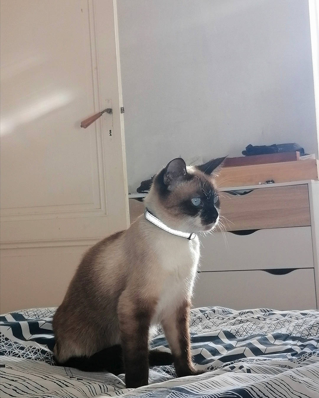 Atila participe au concours pour gagner de l'argent avec cette photo : carnivore, cat, collar, comfort, dog_breed, door, fawn, felidae, fixture, flooring, fur, grey, human_leg, siamese, small_to_medium_sized_cats, snout, tail, thai, whiskers, window