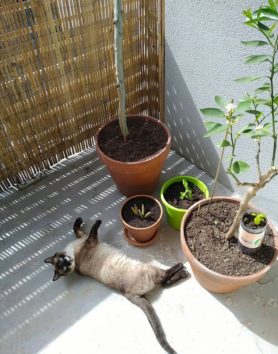 Atila a rejoint le concours — aidez-le/la à gagner de superbes lots ! animal_feed, annual_plant, cat, felidae, fertilizer, flowerpot, garden, grass, herb, herbaceous_plant, houseplant, landscape, metal, pet_supply, plant, skyscraper, small_to_medium_sized_cats, soil, tail, terrestrial_plant