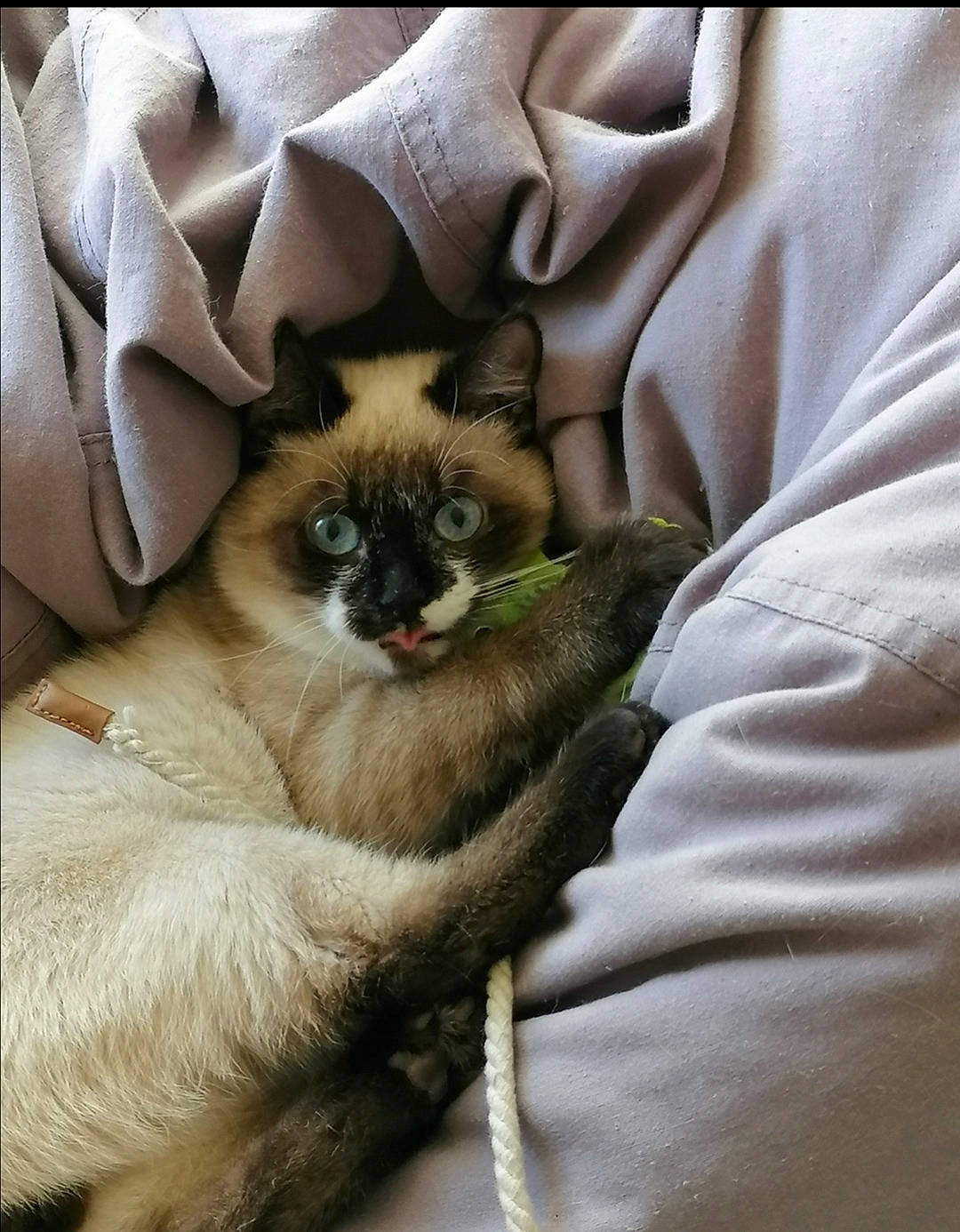 Atila participe au concours pour gagner de l'argent avec cette photo : brown, carnivore, cat, claw, comfort, companion_dog, dog_breed, fawn, felidae, fur, siamese, sleeve, small_to_medium_sized_cats, snout, tail, terrestrial_animal, tonkinese, whiskers, wildlife