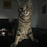 Roxie a rejoint le concours — aidez-le/la à gagner de superbes lots ! cat, tabby_cat, gray_fur, striped_fur, green_eyes, portrait, indoor, living_room, couch, sitting, standing_pose, whiskers, ears, animal, pet, closeup, centered_subject, moody_lighting, dark_background, home_decor
