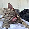 Roxie a rejoint le concours — aidez-le/la à gagner de superbes lots ! cat, gray_cat, pet, feline, animal, portrait, close_up, whiskers, ears, amber_eyes, collar, pink_accessory, bed, bedding, bedroom, black_blanket, plush_toy, indoors, relaxed, house_pet
