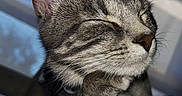 Roxie participe au concours pour gagner de l'argent avec cette photo : cat, tabby_cat, gray_fur, sleeping, eyes_closed, whiskers, ears, nose, paw, pet, animal, close_up, portrait, blanket, cuddling, cozy, indoors, soft_lighting, relaxed, cute