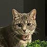 cat, gray_cat, pet, animal, feline, collar, green_plant, shrub, portrait, closeup, staring, whiskers, ears, fur, indoor, dark_background, sitting, serious_expression, nature, photography