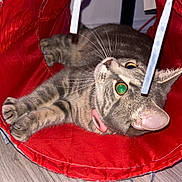 Roxie a rejoint le concours — aidez-le/la à gagner de superbes lots ! cat, tabby_cat, pet, animal, feline, collar, red_bag, fabric, indoor, wooden_floor, lying_down, upside_down, wide_eyes, whiskers, ears, paws, striped_fur, gray_fur, playful, portrait