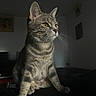 cat, tabby_cat, pet, animal, feline, whiskers, ears, green_eyes, striped_fur, short_hair, sitting, indoors, portrait, close_up, dramatic_lighting, dark_background, couch, home, alert, photography