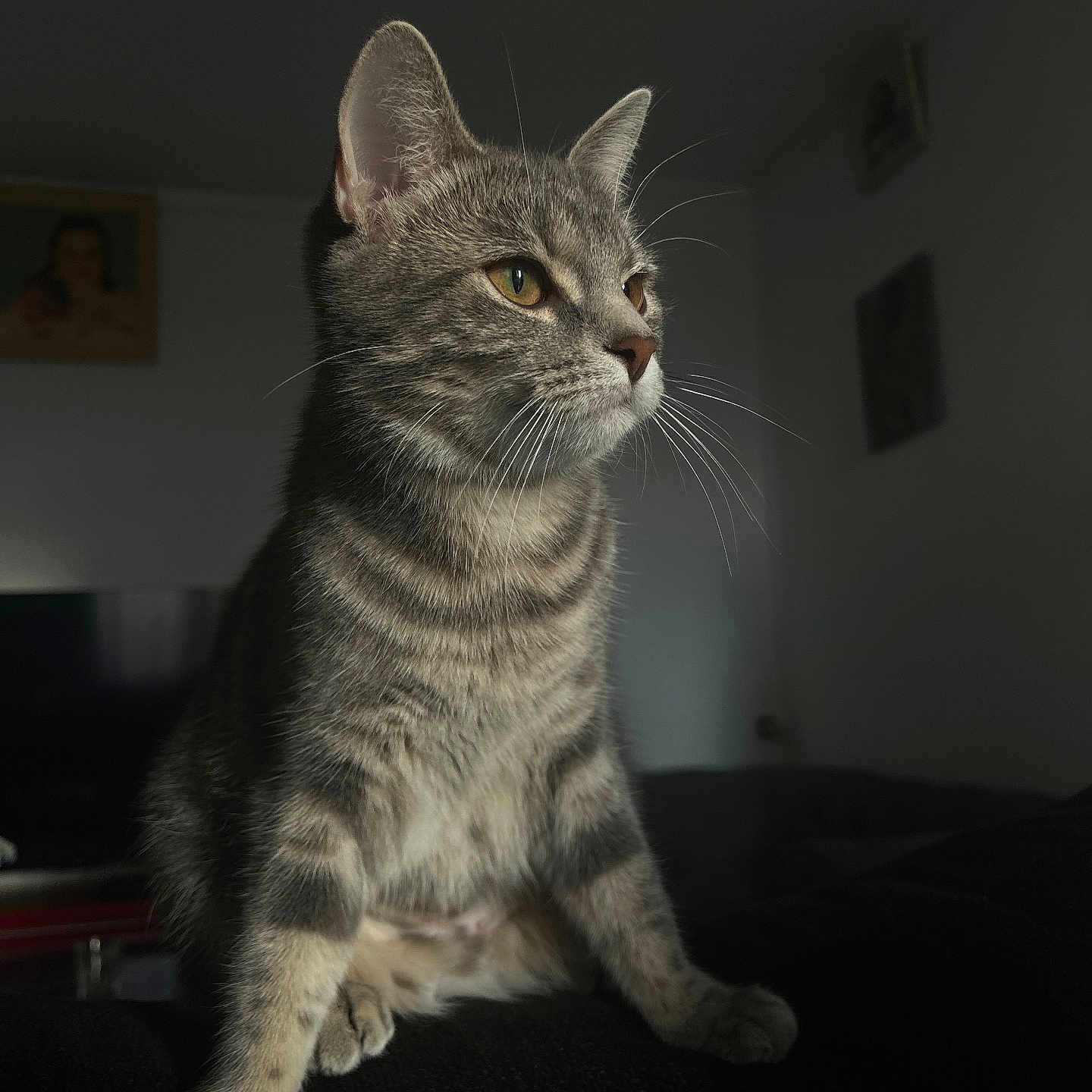 Roxie