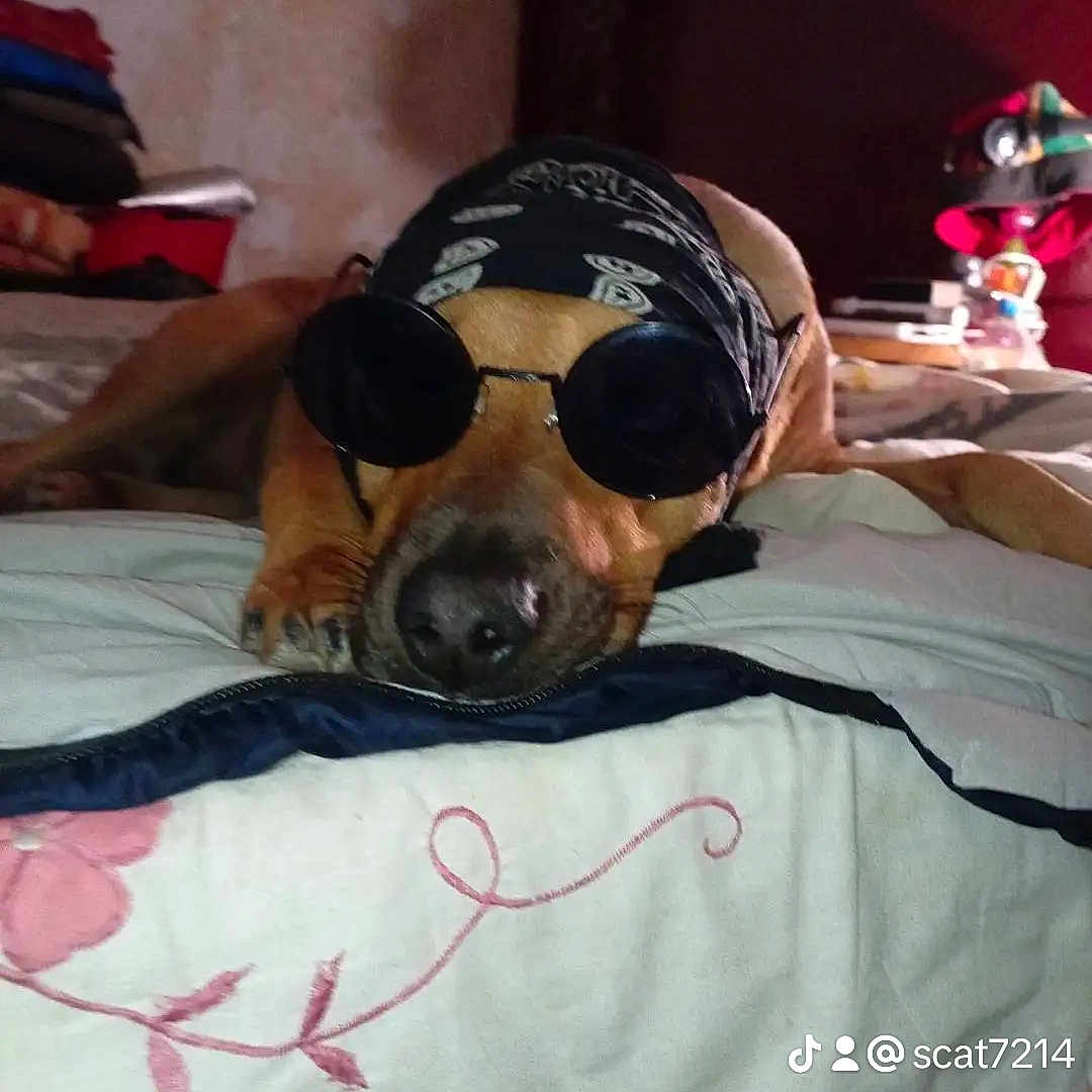 Ottawa participe au concours pour gagner de l'argent avec cette photo : accessories, animal, baseballcap, canine, cap, clothing, cushion, dog, face, furniture, hat, head, homedecor, indoors, interiordesign, person, photography, portrait, sleeping, sunglasses