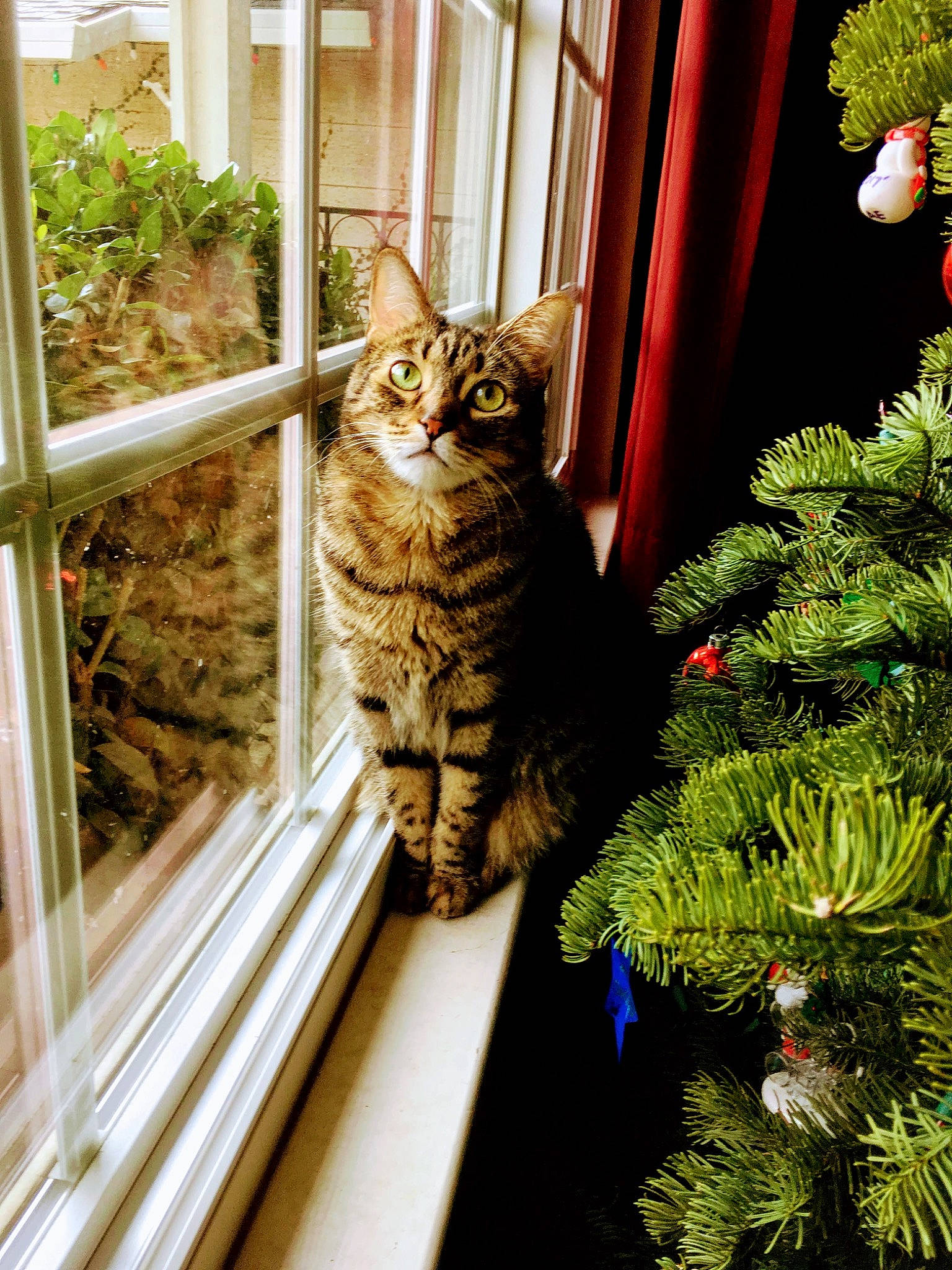 Esmeralda is registered to the contest to win money with this photo: branch, carnivore, cat, christmas_ornament, christmas_tree, door, event, evergreen, felidae, flowerpot, grass, holiday_ornament, plant, small_to_medium_sized_cats, snout, tail, tree, whiskers, window, wood