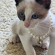 Chanel Catthews is registered to the contest to win money with this photo: kitten, cat, blue_eyes, pearl_necklace, heart_pendant, curious, white_fur, brown_markings, carpet, indoor, pet, cute, small, whiskers, animal, close_up, young, feline, soft_texture, playful