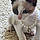 Chanel Catthews