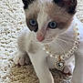 kitten, cat, blue_eyes, pearl_necklace, heart_pendant, curious, white_fur, brown_markings, carpet, indoor, pet, cute, small, whiskers, animal, close_up, young, feline, soft_texture, playful