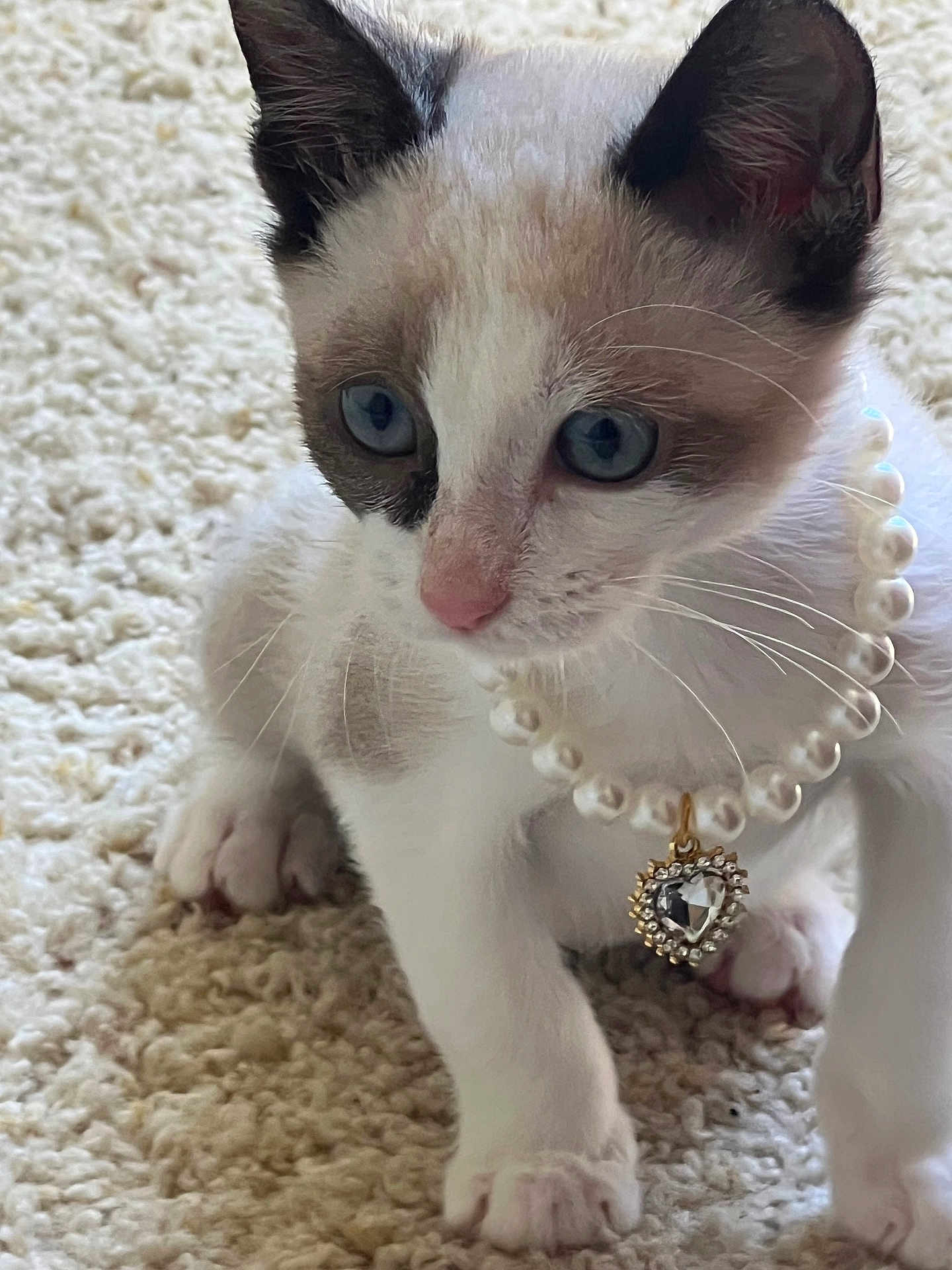 Chanel Catthews is registered to the contest to win money with this photo: kitten, cat, blue_eyes, pearl_necklace, heart_pendant, curious, white_fur, brown_markings, carpet, indoor, pet, cute, small, whiskers, animal, close_up, young, feline, soft_texture, playful
