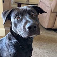 Zara is registered to the contest to win money with this photo: dog, black_dog, pet, indoor, carpet, living_room, furniture, couch, table, decor, curious, animal, canine, looking_up, ears, fur, closeup, expression, home, floor