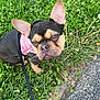 dog, french_bulldog, grass, leash, pink_harness, outdoor, pet, canine, animal, brown, black, ears, face, eyes, sidewalk, nature, cute, looking_up, fur, small_dog