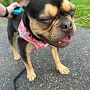 Trixie Muttel is registered to the contest to win money with this photo: dog, outdoor, leash, harness, black_and_tan, happy, close_up, pavement, person_hand, tongue_out, grass, trees, pet, canine, walking, daylight, ears_up, short_hair, smiling, cute