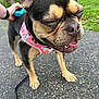 dog, outdoor, leash, harness, black_and_tan, happy, close_up, pavement, person_hand, tongue_out, grass, trees, pet, canine, walking, daylight, ears_up, short_hair, smiling, cute