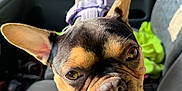 Trixie Muttel joined the competition — help win amazing prizes! dog, french_bulldog, close_up, tongue_out, pet, car_interior, seat, harness, ears, face, animal, cute, canine, vehicle, window, greenery, sunlight, portrait, happy, companion