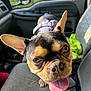 dog, french_bulldog, close_up, tongue_out, pet, car_interior, seat, harness, ears, face, animal, cute, canine, vehicle, window, greenery, sunlight, portrait, happy, companion