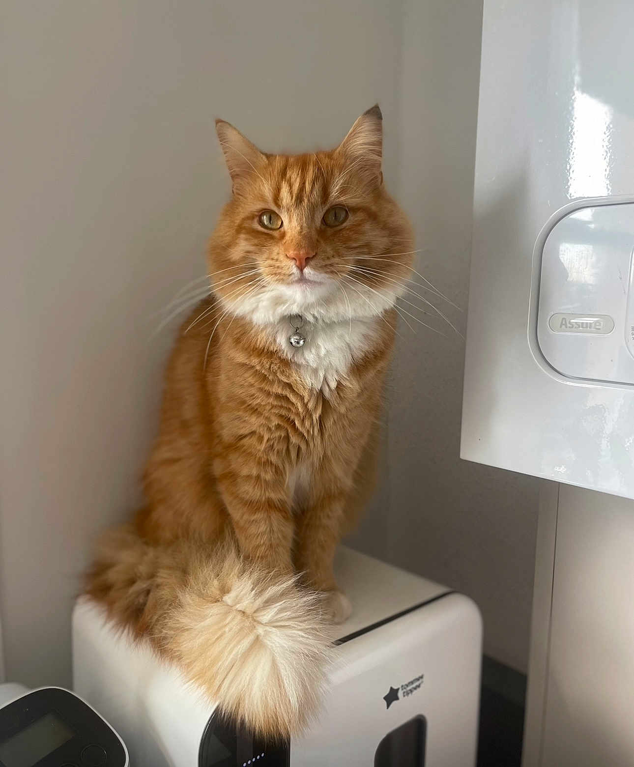 Leo joined the competition — help win amazing prizes! cat, orange_tabby, fluffy_tail, bell_collar, pet, indoor, appliance, white_background, feline, domestic_cat, fur, sitting, cute, animal, whiskers, tail, portrait, looking_away, household, soft_light