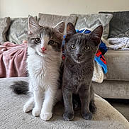 Loki And Lottie joined the competition — help win amazing prizes! kitten, cat, pets, animal, cute, feline, indoor, living_room, couch, curious, fur, whiskers, sitting, two_animals, young, domestic_animal, companions, looking_at_camera, soft_texture, cozy