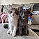 Loki And Lottie