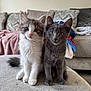 kitten, cat, pets, animal, cute, feline, indoor, living_room, couch, curious, fur, whiskers, sitting, two_animals, young, domestic_animal, companions, looking_at_camera, soft_texture, cozy