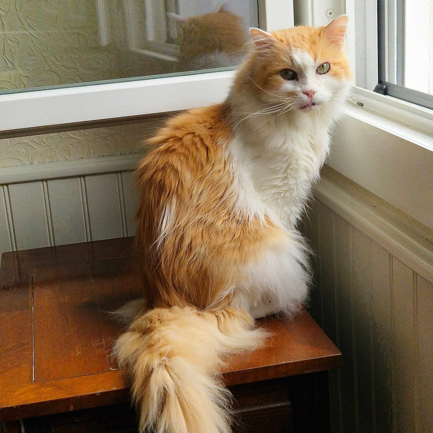 Rox participe au concours pour gagner de l'argent avec cette photo : abyssinian, angora, animal, cat, closet, cupboard, desk, furniture, hardwood, indoors, kitten, manx, pet, plywood, shelf, stainedwood, table, window, windowsill, wood
