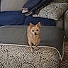 animal, blanket, canine, carpet, couch, cozy, cushion, cute, dog, domestic_animal, front_view, furniture, home, indoor, living_room, ottoman, patterned, pet, small_dog, walking