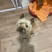 Paco a rejoint le concours — aidez-le/la à gagner de superbes lots ! dog, small_dog, pet_bed, blanket, wooden_floor, curious, indoor, home, flooring, brown_dog, scruffy, looking_up, ears_up, furniture, gate, cozy, domestic, animal, companion, cute