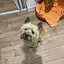 dog, small_dog, pet_bed, blanket, wooden_floor, curious, indoor, home, flooring, brown_dog, scruffy, looking_up, ears_up, furniture, gate, cozy, domestic, animal, companion, cute