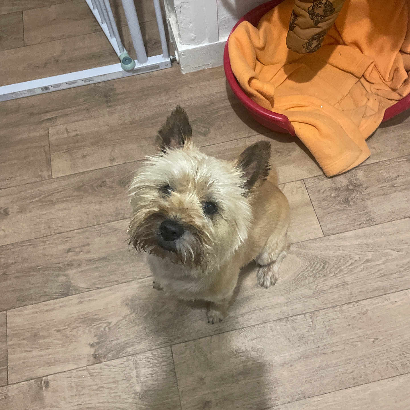 Paco a rejoint le concours — aidez-le/la à gagner de superbes lots ! animal, blanket, brown_dog, companion, cozy, curious, cute, dog, domestic, ears_up, flooring, furniture, gate, home, indoor, looking_up, pet_bed, scruffy, small_dog, wooden_floor