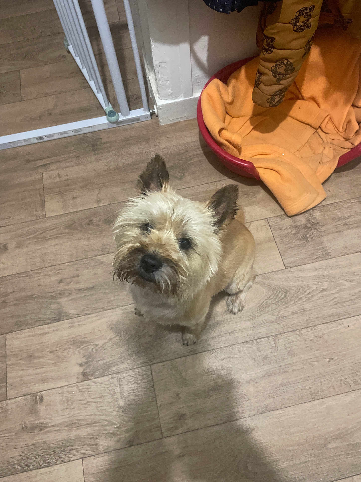 Paco a rejoint le concours — aidez-le/la à gagner de superbes lots ! dog, small_dog, pet_bed, blanket, wooden_floor, curious, indoor, home, flooring, brown_dog, scruffy, looking_up, ears_up, furniture, gate, cozy, domestic, animal, companion, cute
