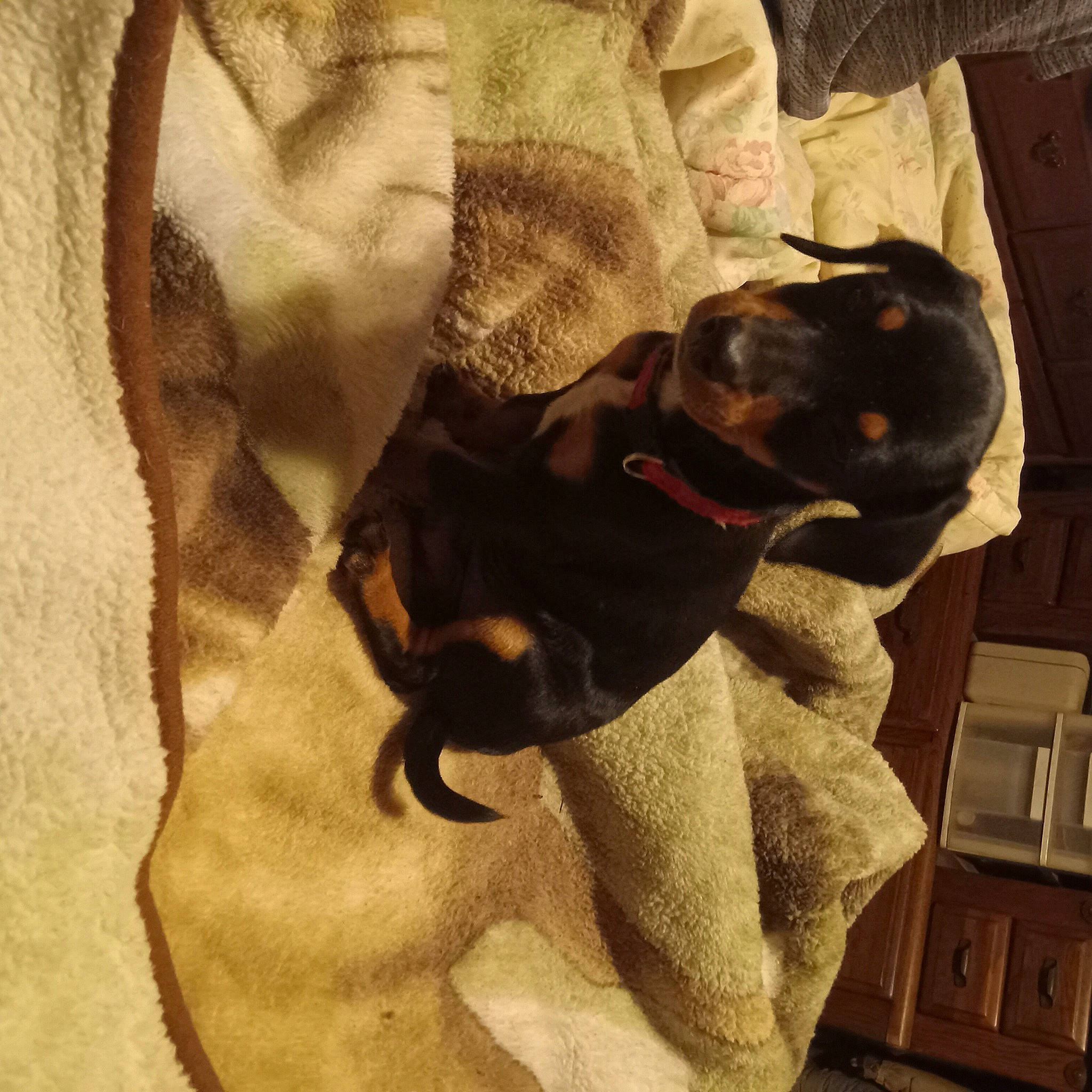 Waggy Or Waggs is registered to the contest to win money with this photo: brown, canidae, carnivore, collar, comfort, companion_dog, dog, dog_breed, dog_collar, dog_supply, fawn, felidae, linens, liver, pet_supply, sporting_group, tail, tints_and_shades, toy_dog, working_animal