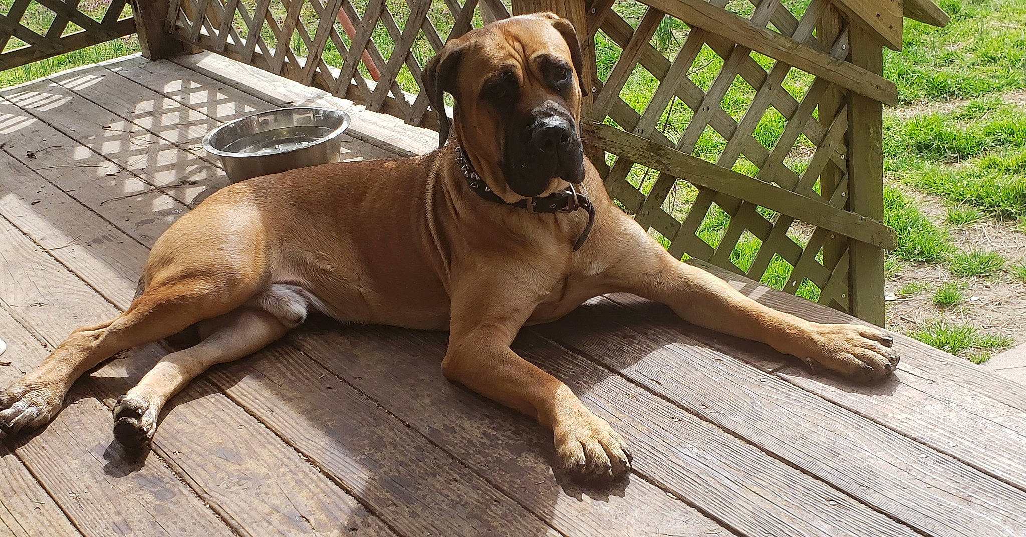 Tank joined the competition — help win amazing prizes! black_mouth_cur, boerboel, canidae, carnivore, dog, dog_breed, fawn, fila_brasileiro, great_dane, guard_dog, mammal, molosser, non_sporting_group, rare_breed_dog, sporting_group, tosa, vertebrate, working_dog