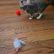 Rosie Lulu is registered to the contest to win money with this photo: animal, ball, cat, colorful, curious, domestic_cat, feline, flooring, fur, home, indoor, kitten, pet, pet_accessory, pet_toy, playful, scratching_post, small, toy, wooden_floor