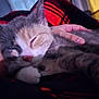 Rosie Lulu is registered to the contest to win money with this photo: animal, black, blanket, cat, closeup, comfort, cozy, feline, fur, hand, indoor, nap, paw, pet, red, relaxation, resting, sleeping, soft, warm