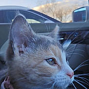 Rosie Lulu is registered to the contest to win money with this photo: cat, kitten, pet, animal, close_up, side_profile, collar, pink_bow, car_interior, window, sky, trees, whiskers, fur, domestic_animal, young_cat, curious, indoor, transport, daytime