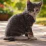 kitten, cat, gray, white, fur, sitting, outdoor, patio, tiles, sunlight, garden, greenery, blurred_background, animal, pet, cute, whiskers, ears, young, curious