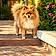 Foxy