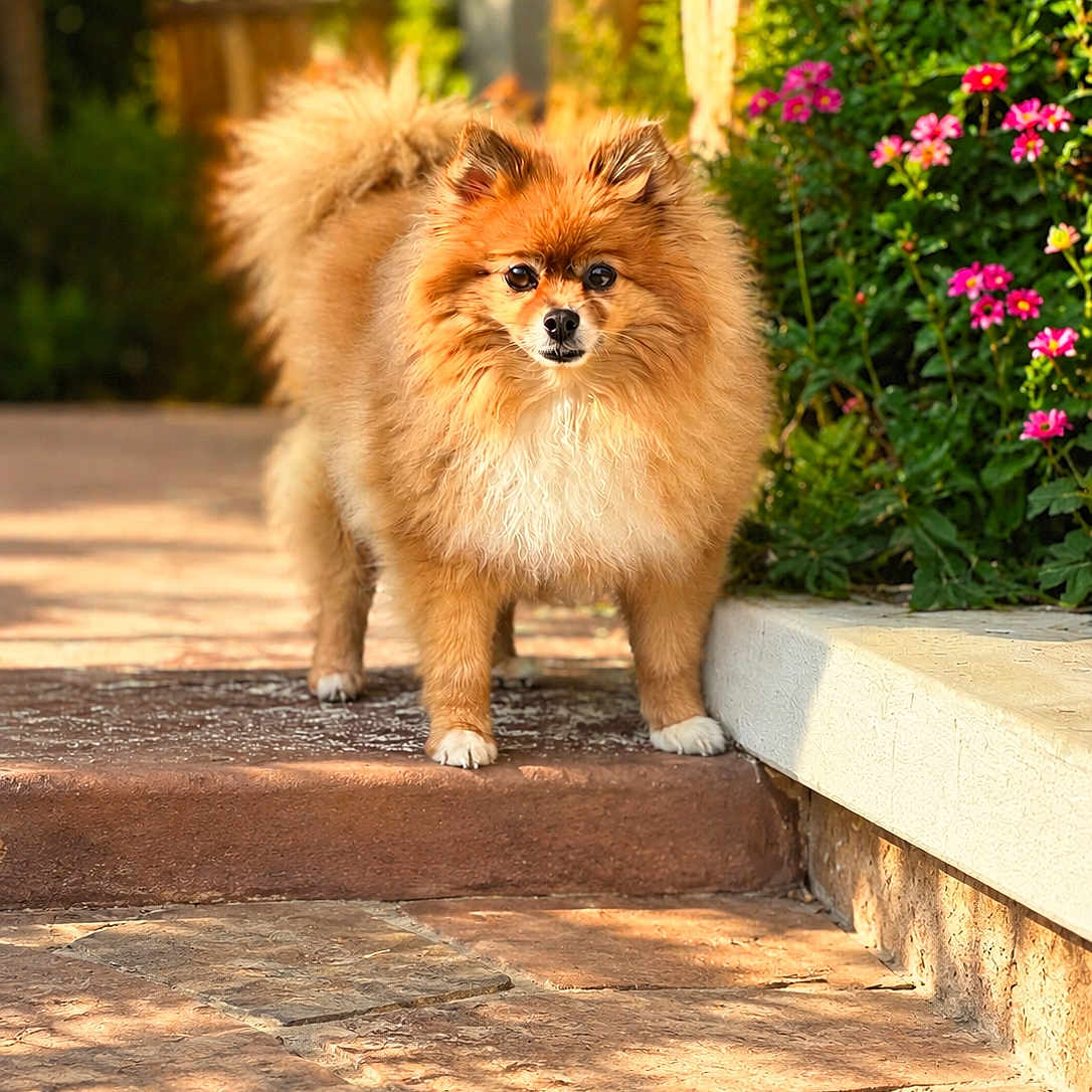 Foxy joined the competition — help win amazing prizes! dog, pomeranian, fluffy, pet, outdoor, garden, flowers, pink_flowers, sunlight, pathway, stone, step, greenery, small_dog, animal, cute, fur, portrait, nature, daylight