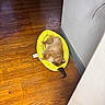 Foxy is registered to the contest to win money with this photo: dog, pomeranian, pet_bed, banana_shaped_bed, wooden_floor, indoor, relaxed, sleeping, fluffy, small_dog, cozy, corner, yellow, brown, animal, cute, domestic_animal, resting, fur, household
