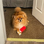 Foxy is registered to the contest to win money with this photo: dog, pomeranian, toy, carpet, doorway, brown_carpet, fluffy, small_dog, indoor, pet, animal, cute, paw, looking_up, floor, door, home, fur, playful, domestic