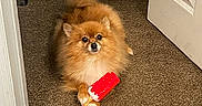 Foxy is registered to the contest to win money with this photo: dog, pomeranian, toy, carpet, doorway, indoor, pet, animal, brown, fluffy, small_dog, looking, cute, paws, floor, house, home, playful, red, white
