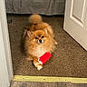 dog, pomeranian, toy, carpet, doorway, indoor, pet, animal, brown, fluffy, small_dog, looking, cute, paws, floor, house, home, playful, red, white